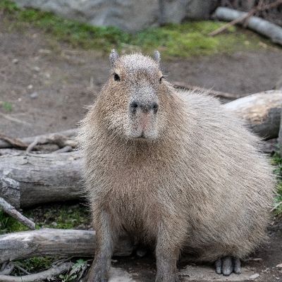 ゆけまる