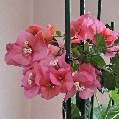 かもめ通信