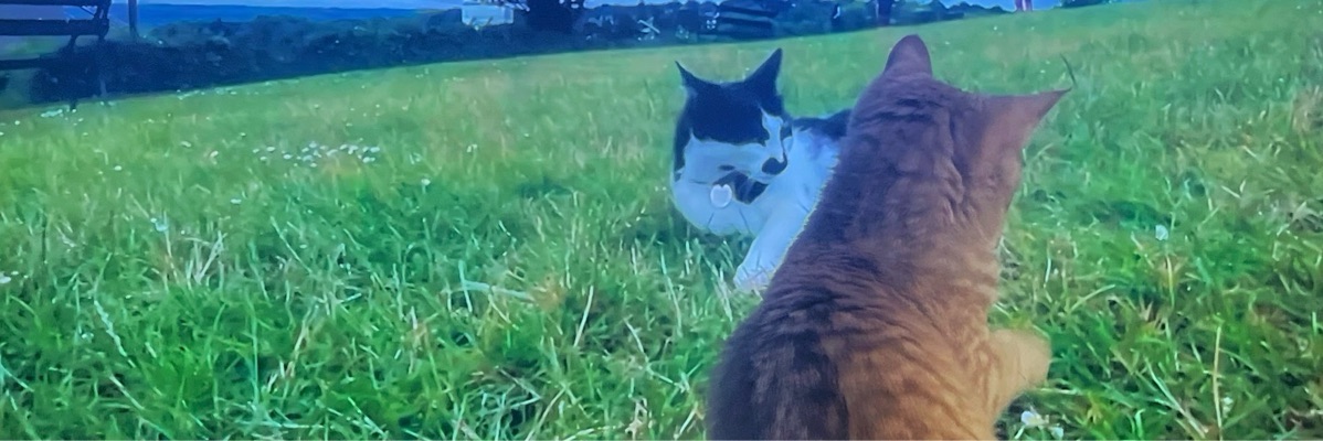 こはく