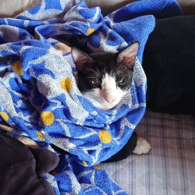 薬猫