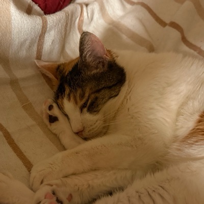 みかん13号