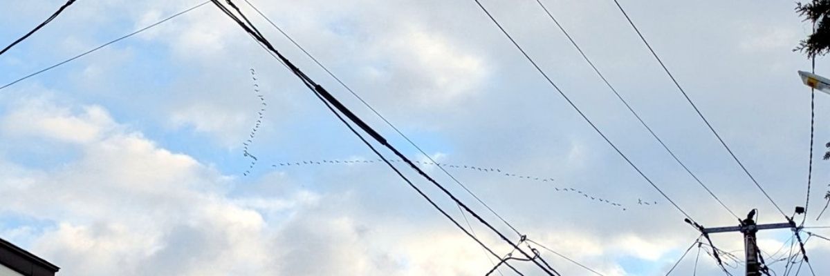 ちゃか