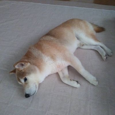 もふもふの柴犬