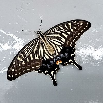 狂茶党