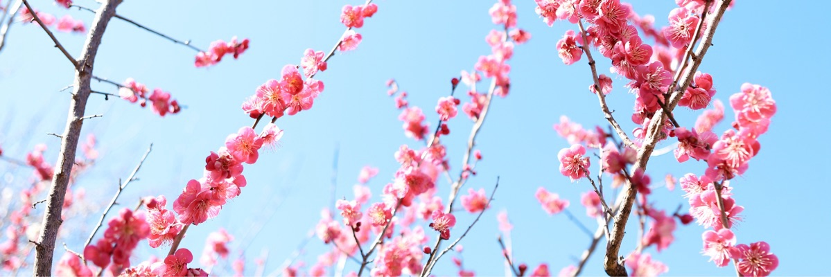 くこ
