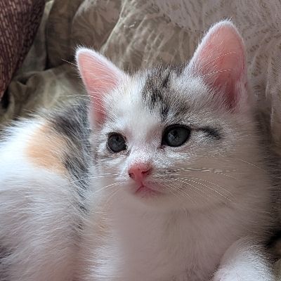 mumu