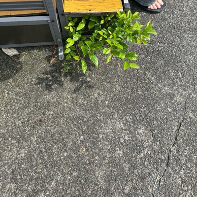 こたわさ