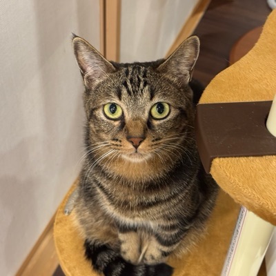 ハチワレハク