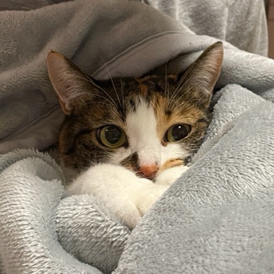 つつじん