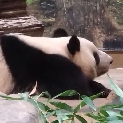 もぐら