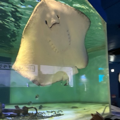 しん
