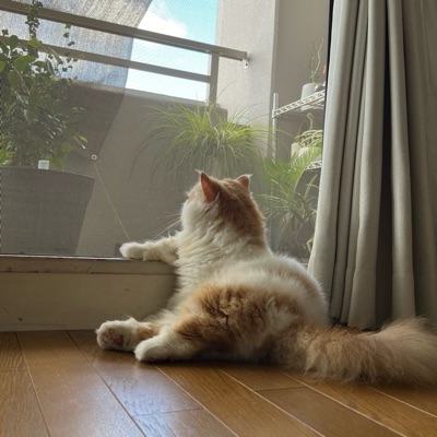 みゆこ.~.