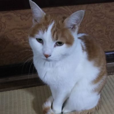 のっこ