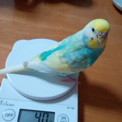 40g