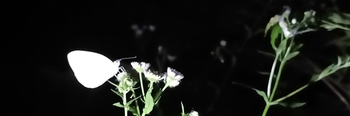 高山碧瑶