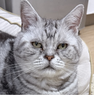 さつきねこ