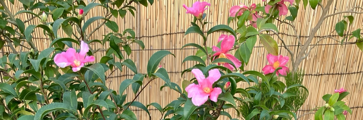 山茶花