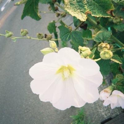 恋都