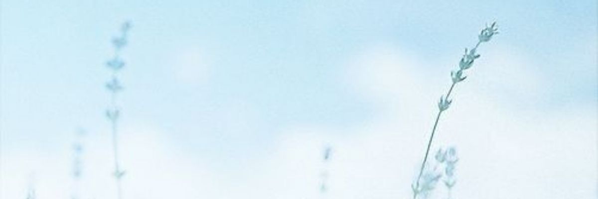 はらぺこはる虫