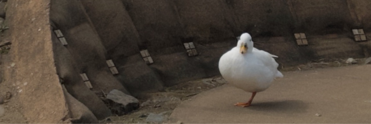 卵かけごはん