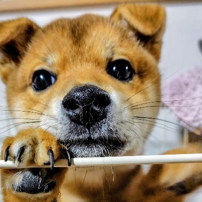 栞とあんこ