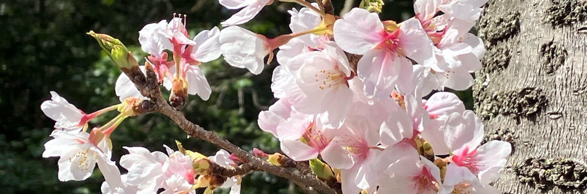もこ