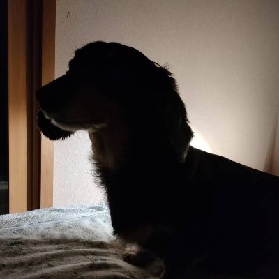 ミルクティーと犬