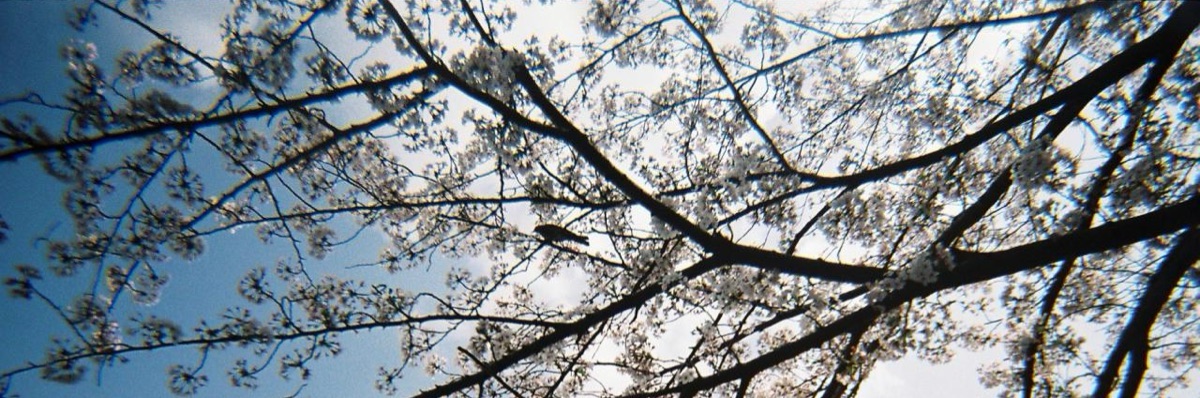 三津桜
