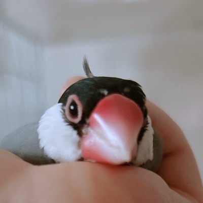 haru