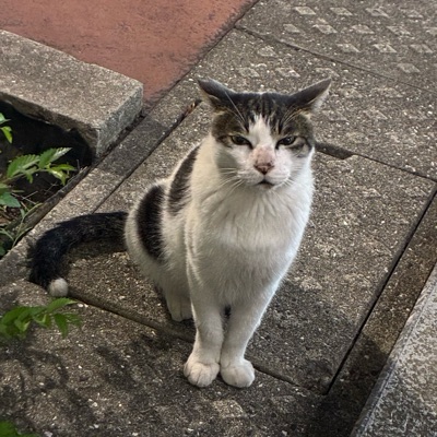 moyashi