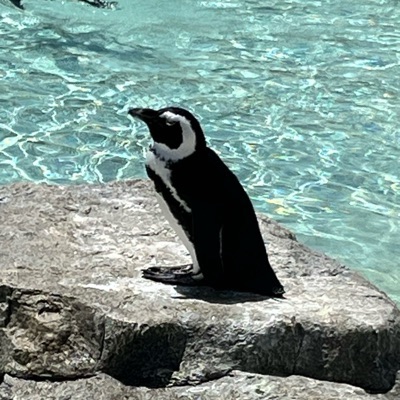 ふじわら
