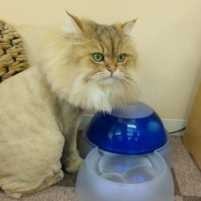 ฅ^•ω•^ฅ