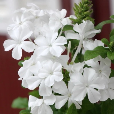 瑠璃茉莉