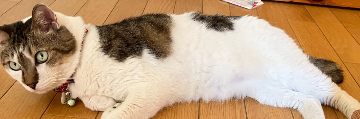 ゆきまる