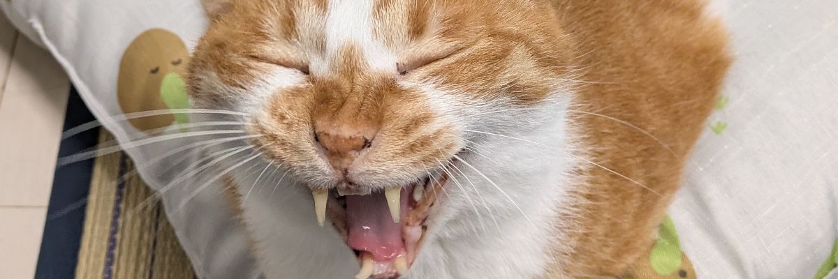 もちまろ
