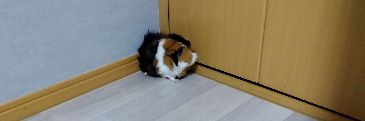 cosato
