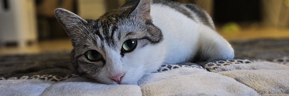 夜明けの猫