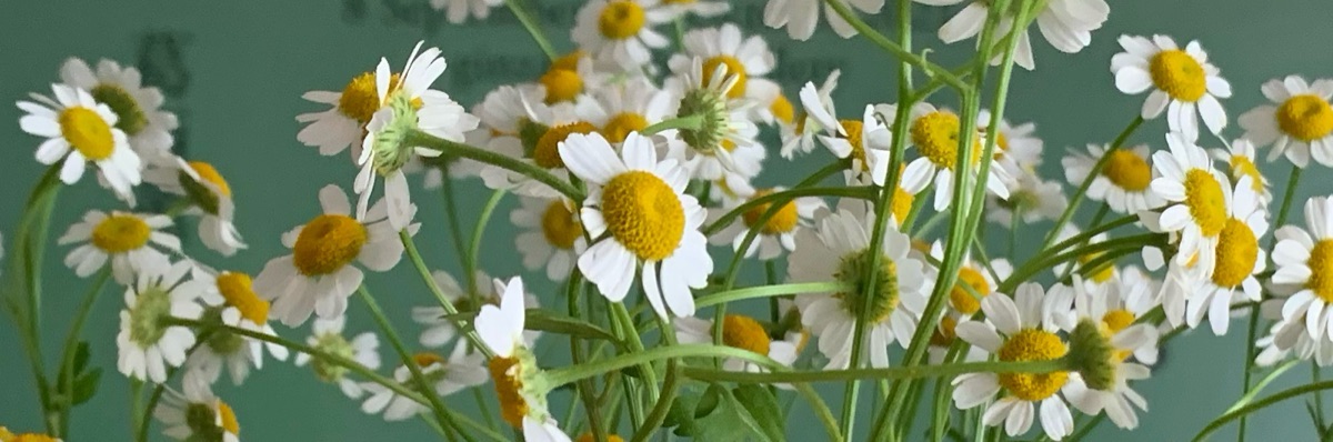 noi