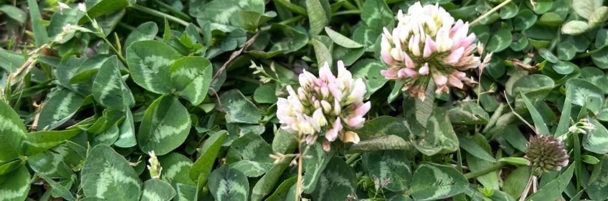 森