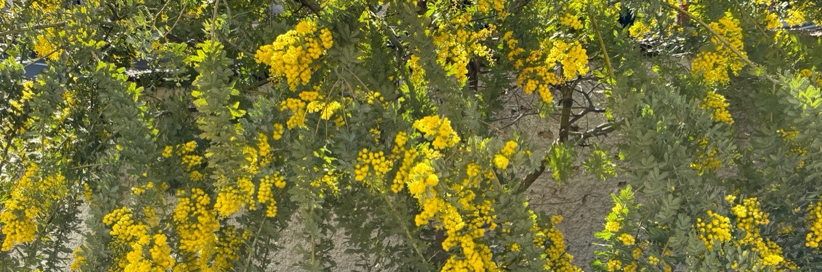 さえ