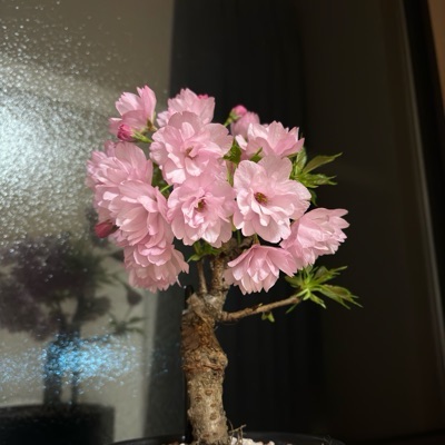 ごとう