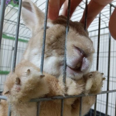 れきお