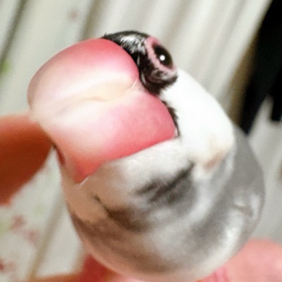 🐥