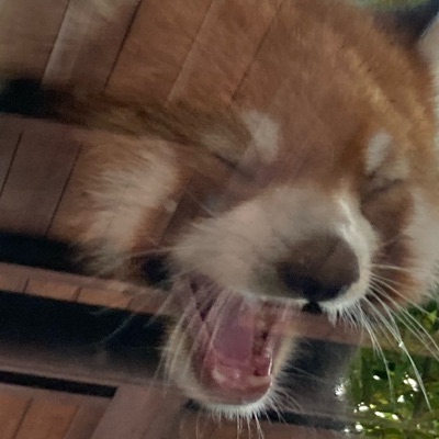 ヌーピー
