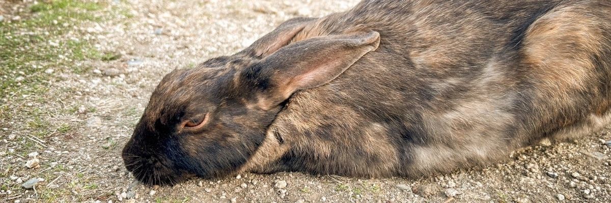 まつけん