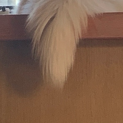 げんたろう
