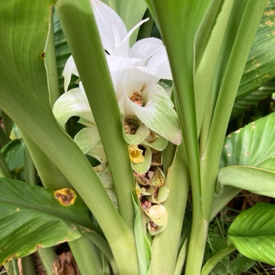 山茶花