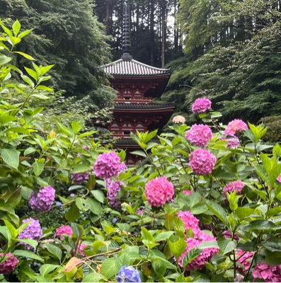 エニシダ