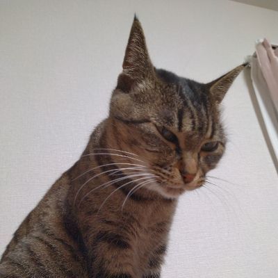 かめの