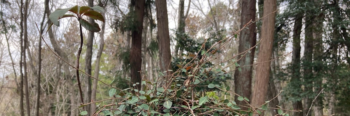 ぽんぽん草